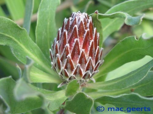 Protea obtusifolia